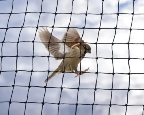Window netting project